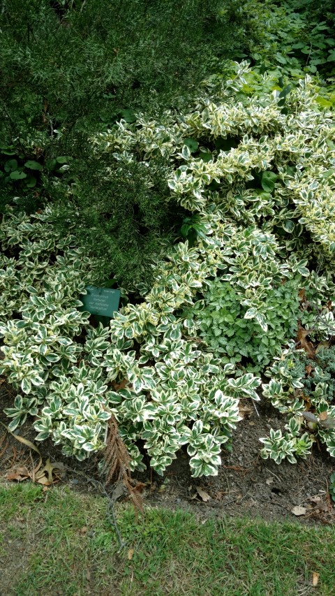Euonymus fortunei plantplacesimage20161214_130215.jpg