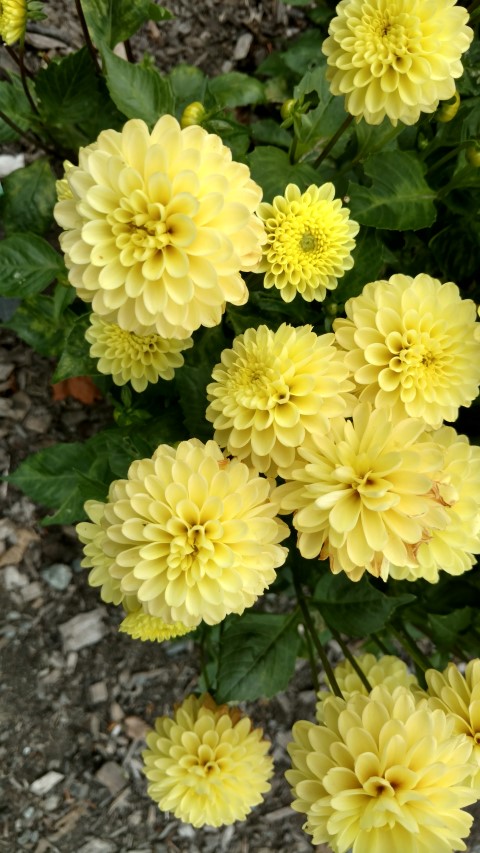 Dahlia hybrid plantplacesimage20161214_141220.jpg