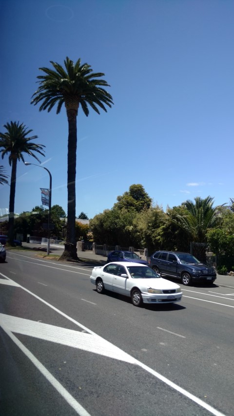 Phoenix canariensis plantplacesimage20161216_125851.jpg