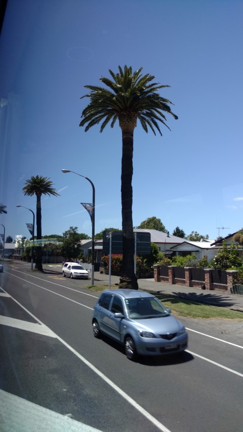 Phoenix canariensis plantplacesimage20161216_125904.jpg