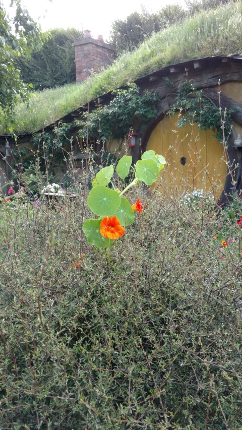 Tropaeolum spp plantplacesimage20161217_090649.jpg