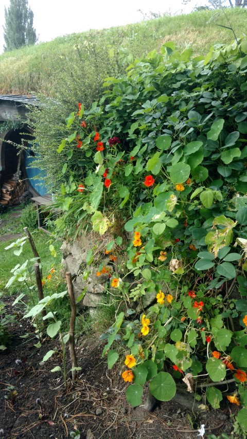 Tropaeolum spp plantplacesimage20161217_091047.jpg