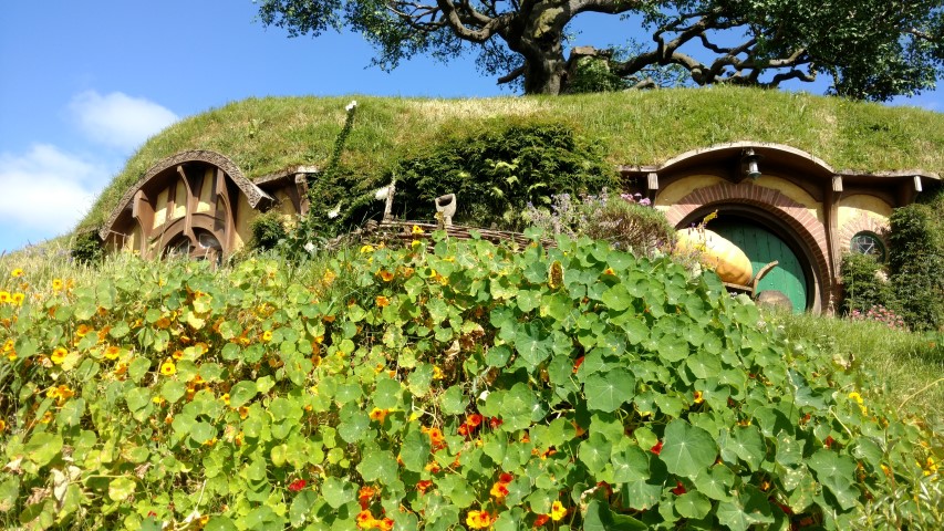 Tropaeolum spp plantplacesimage20161217_093713.jpg