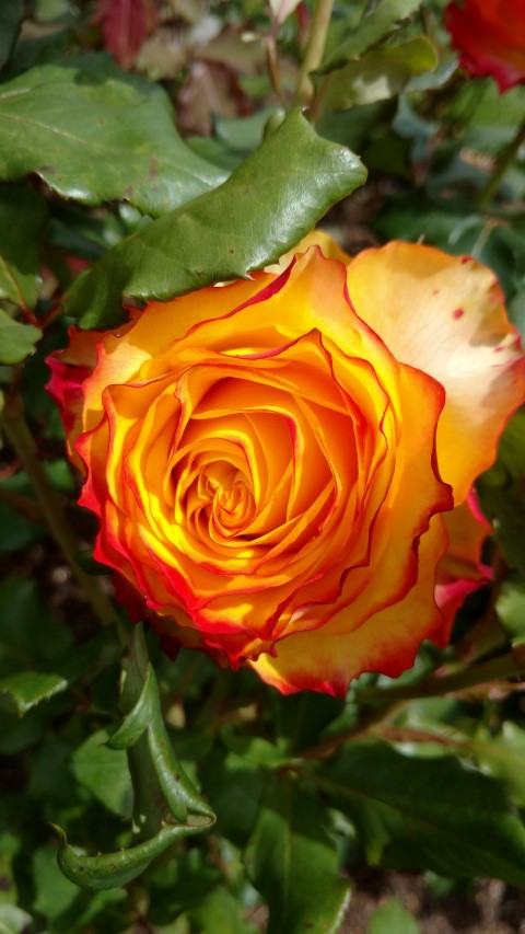 Rosa spp. plantplacesimage20161218_114431.jpg