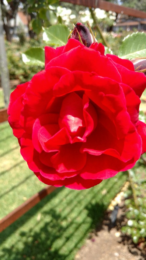 Rosa spp. plantplacesimage20161218_124356.jpg