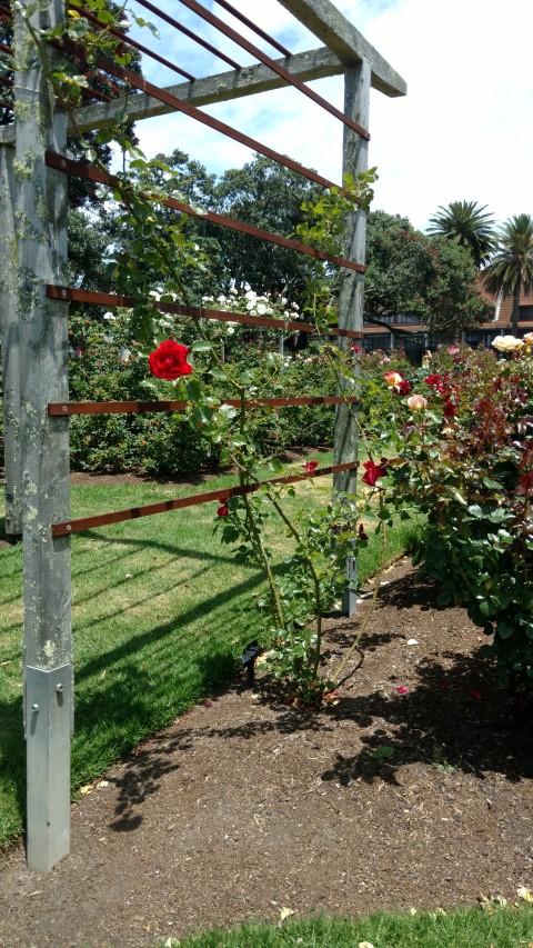 Rosa spp. plantplacesimage20161218_124411.jpg