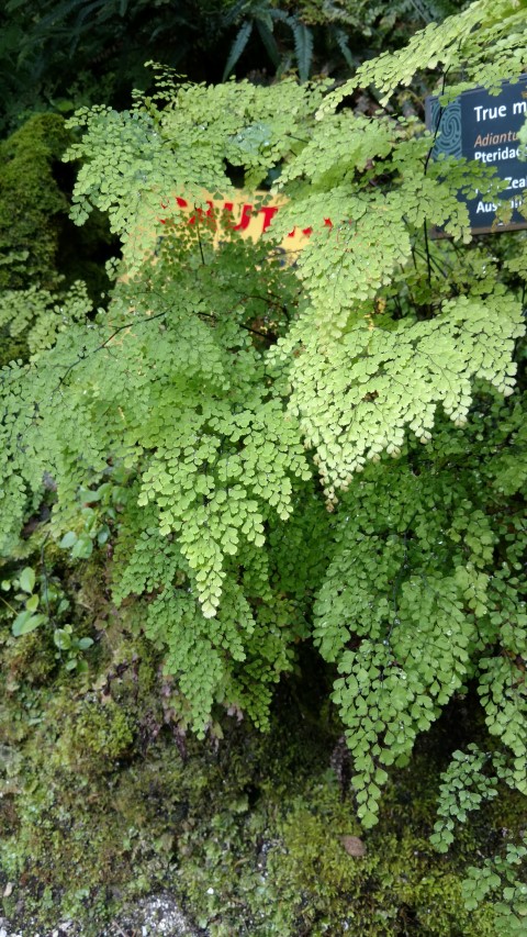 Adiantum pedatum plantplacesimage20161218_140553.jpg