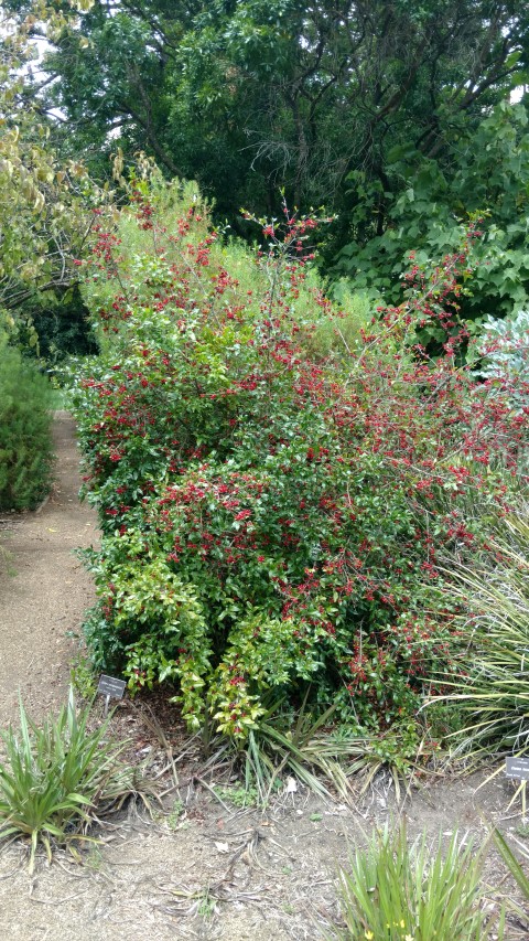 Ochno atropurpurea plantplacesimage20161223_111631.jpg