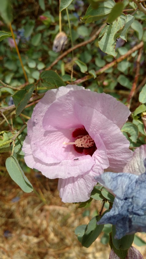 Gossypium sturtianum plantplacesimage20161223_123730.jpg