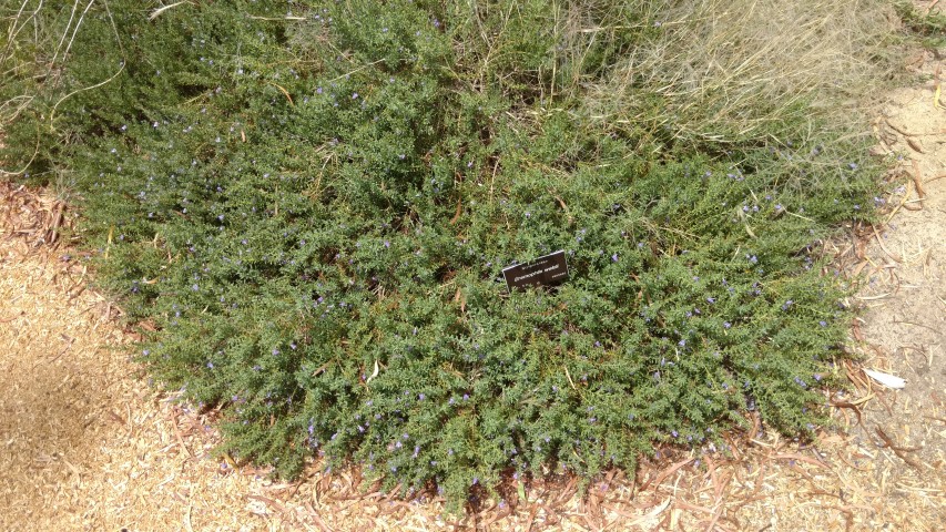 Eremophila weldii plantplacesimage20161223_124033.jpg