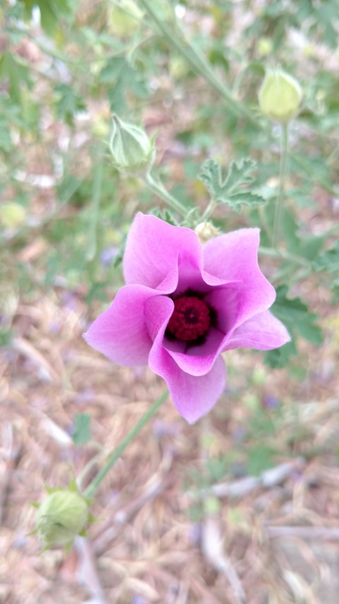 Alyogyne huegelii plantplacesimage20161223_124451.jpg