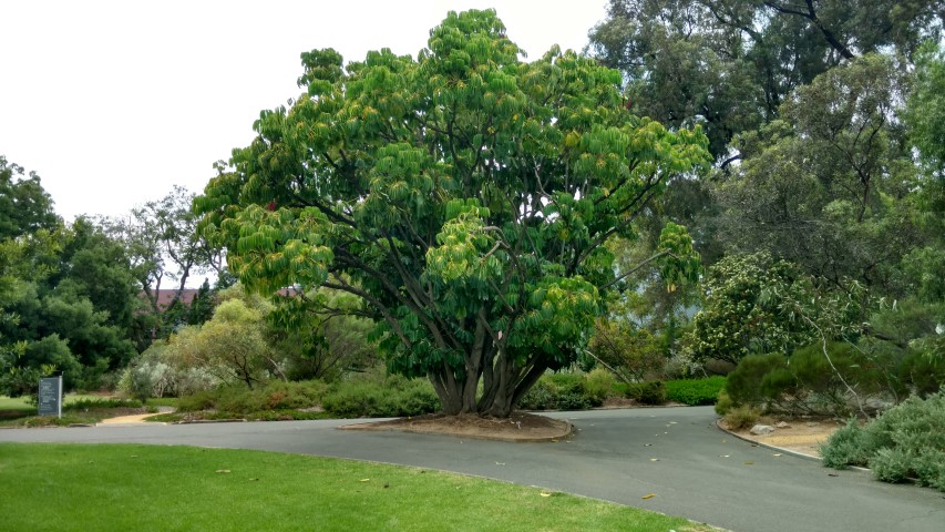 Schefflera actinophylla plantplacesimage20161223_131003.jpg