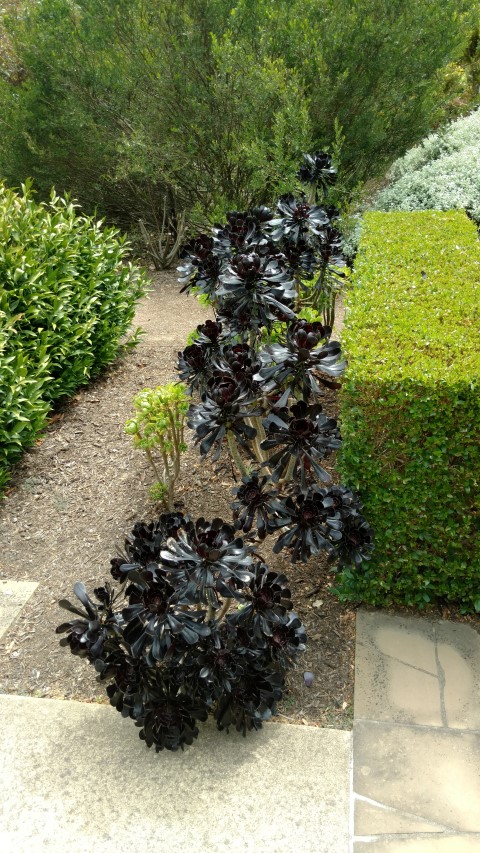 Aeonium  plantplacesimage20161223_150735.jpg