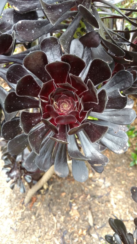 Aeonium  plantplacesimage20161223_150751.jpg