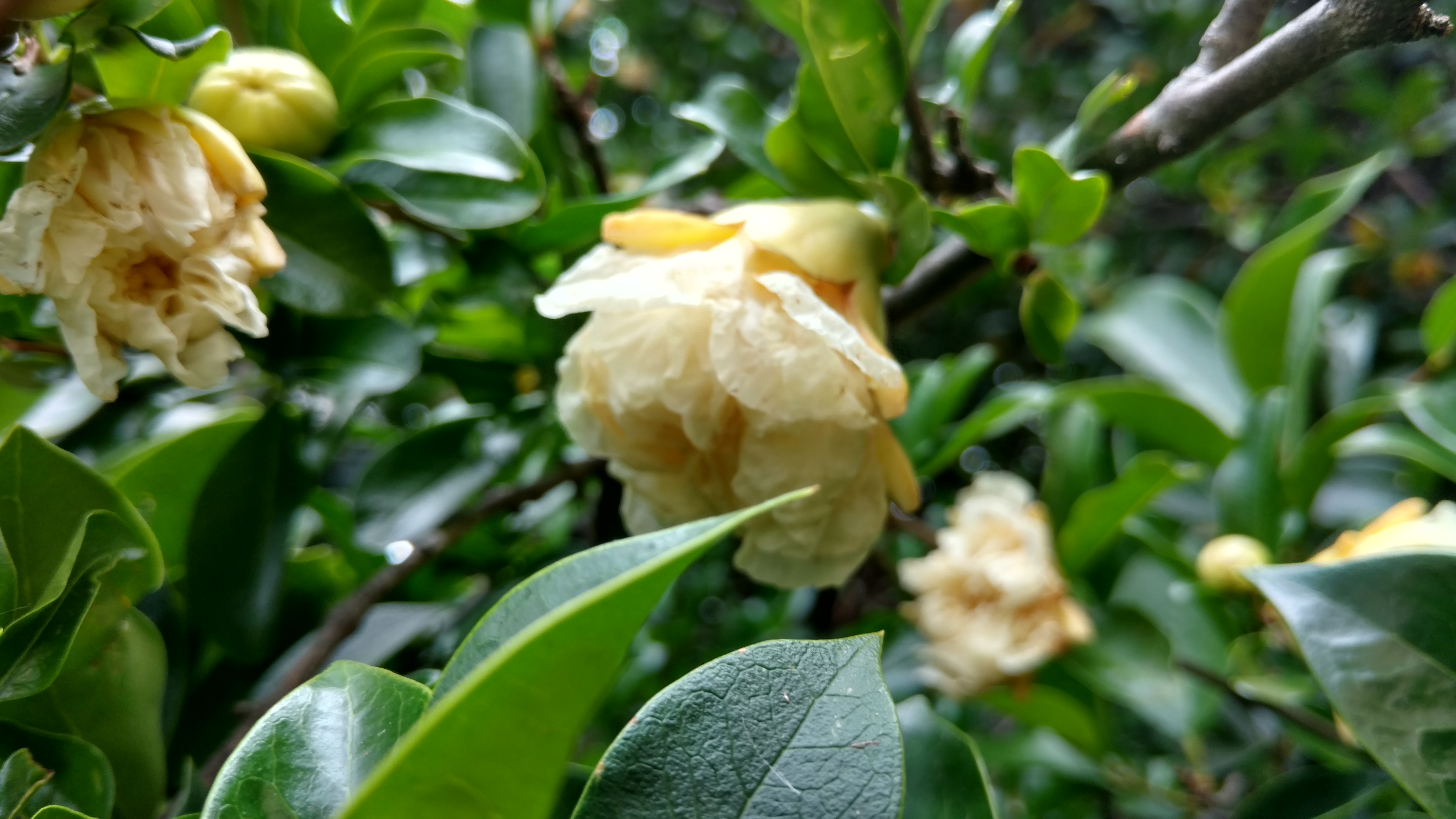 Osmanthus heterophyllus plantplacesimage20161223_152525.jpg