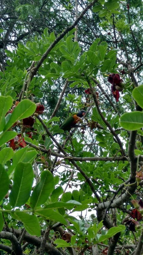 Kigelia pinnata plantplacesimage20161223_180958.jpg
