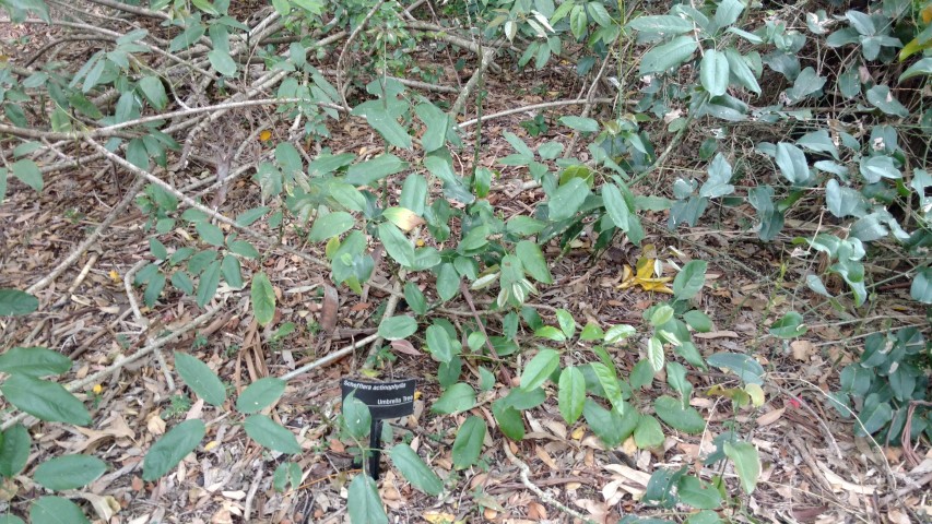 Schefflera actinophylla plantplacesimage20161226_135313.jpg