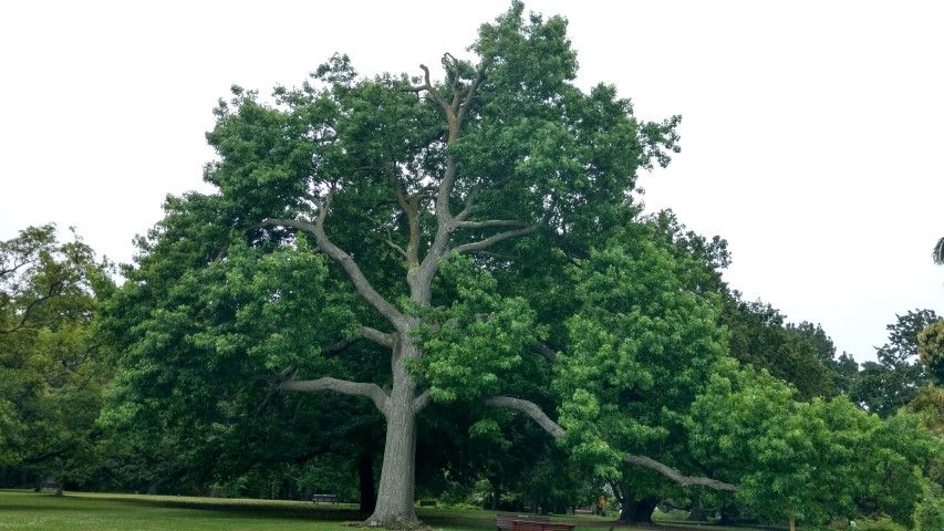 Liquidambar styraciflua plantplacesimage20161226_163020.jpg