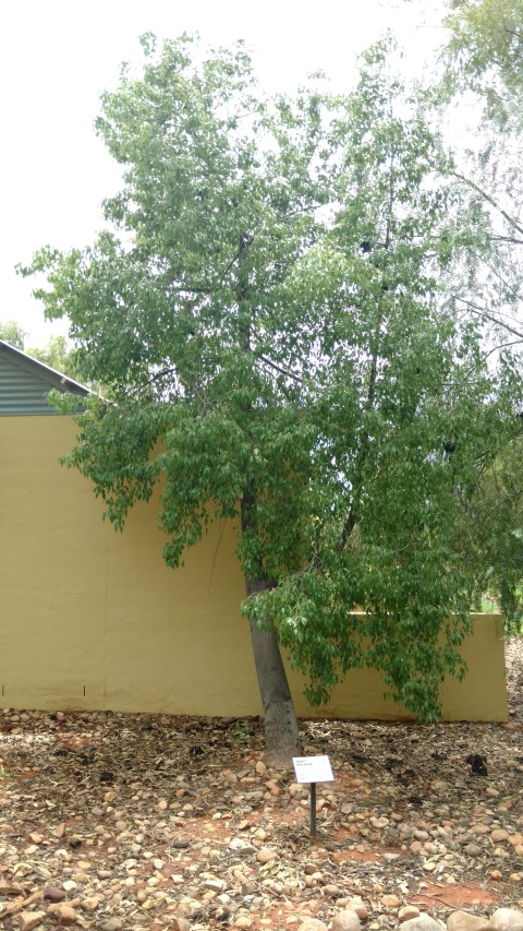 Brachychiton gregorli plantplacesimage20161228_133312.jpg