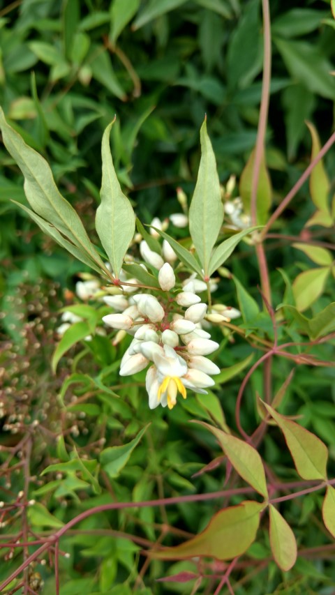 Nandina domestica plantplacesimage20170102_104153.jpg