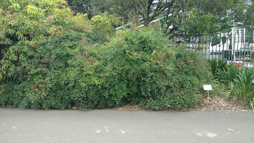 Nandina domestica plantplacesimage20170102_104222.jpg