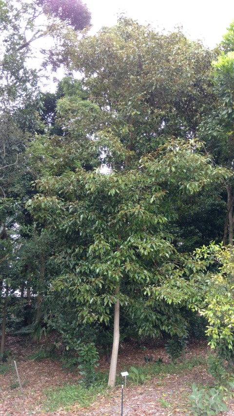 Elaeagnus triflora plantplacesimage20170102_121405.jpg