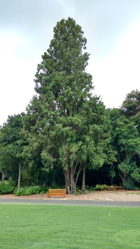 Cupressus sempervirens plantplacesimage20170102_122611.jpg