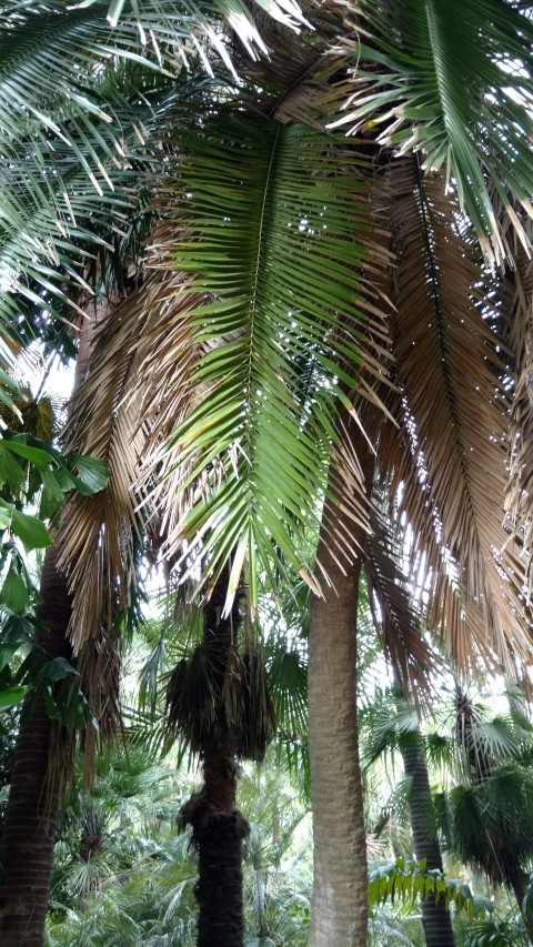 Phoenix rupicola plantplacesimage20170102_123336.jpg