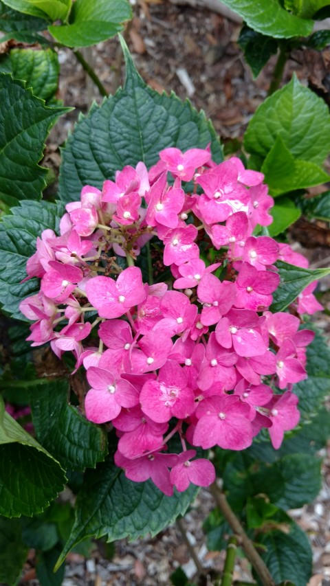 Hydrangea macrophylla plantplacesimage20170102_123538.jpg