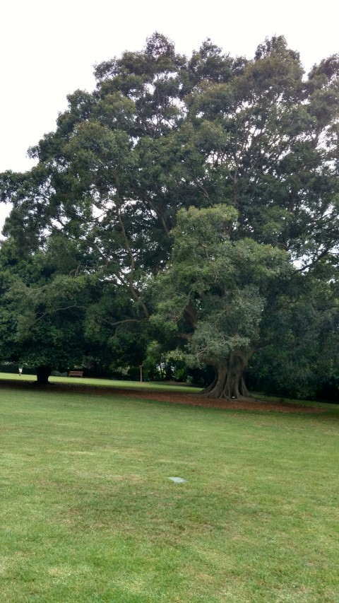 Ficus obliqua plantplacesimage20170104_194400.jpg