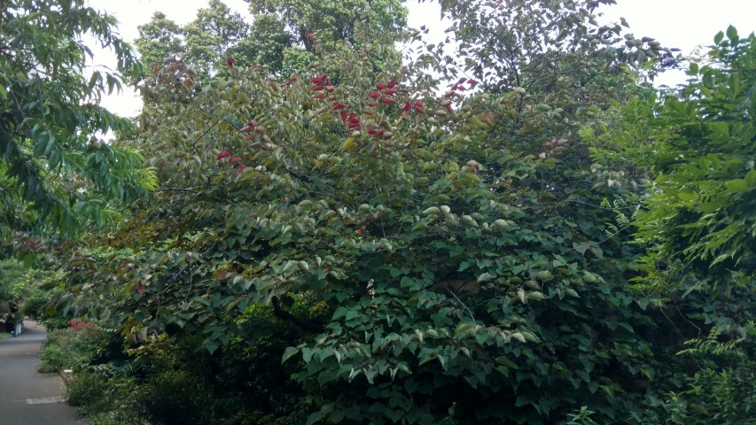 Cercis canadensis plantplacesimage20170106_193356.jpg