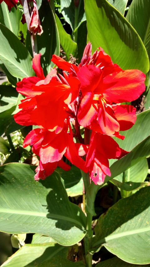 Canna  plantplacesimage20170107_143401.jpg