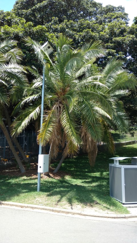 Phoenix reclinata plantplacesimage20170108_132348.jpg