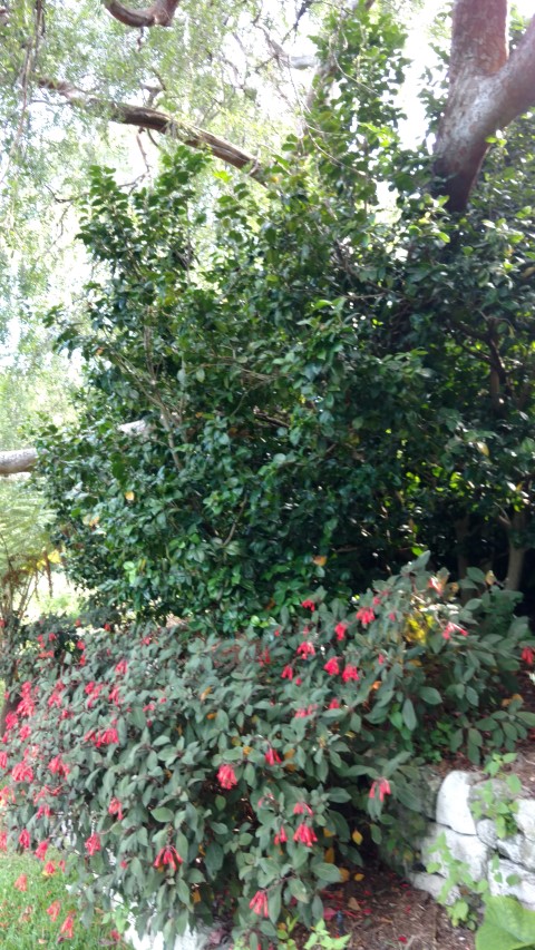 Camellia japonica plantplacesimage20170108_164421.jpg