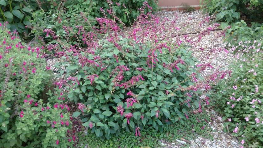 Salvia  plantplacesimage20170108_175652.jpg