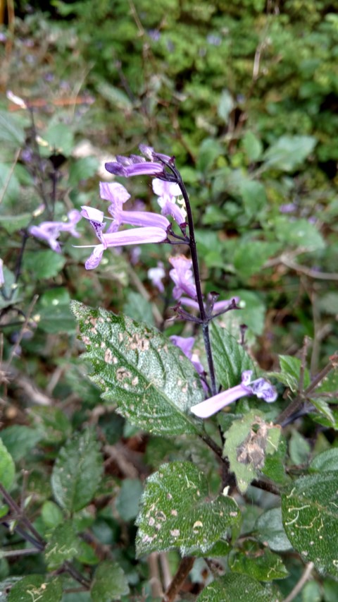 Plectranthus plantplacesimage20170108_180344.jpg