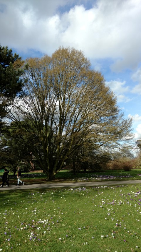 Carpinus betulus plantplacesimage20170304_143225.jpg