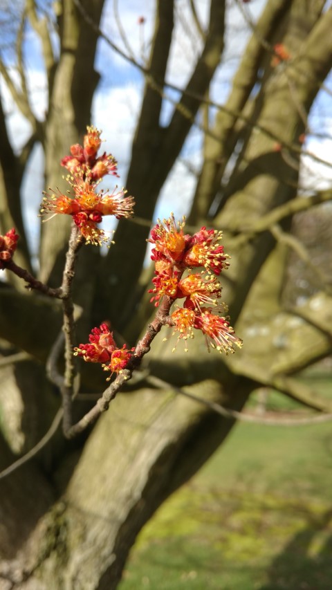 Acer rubrum plantplacesimage20170304_143947.jpg