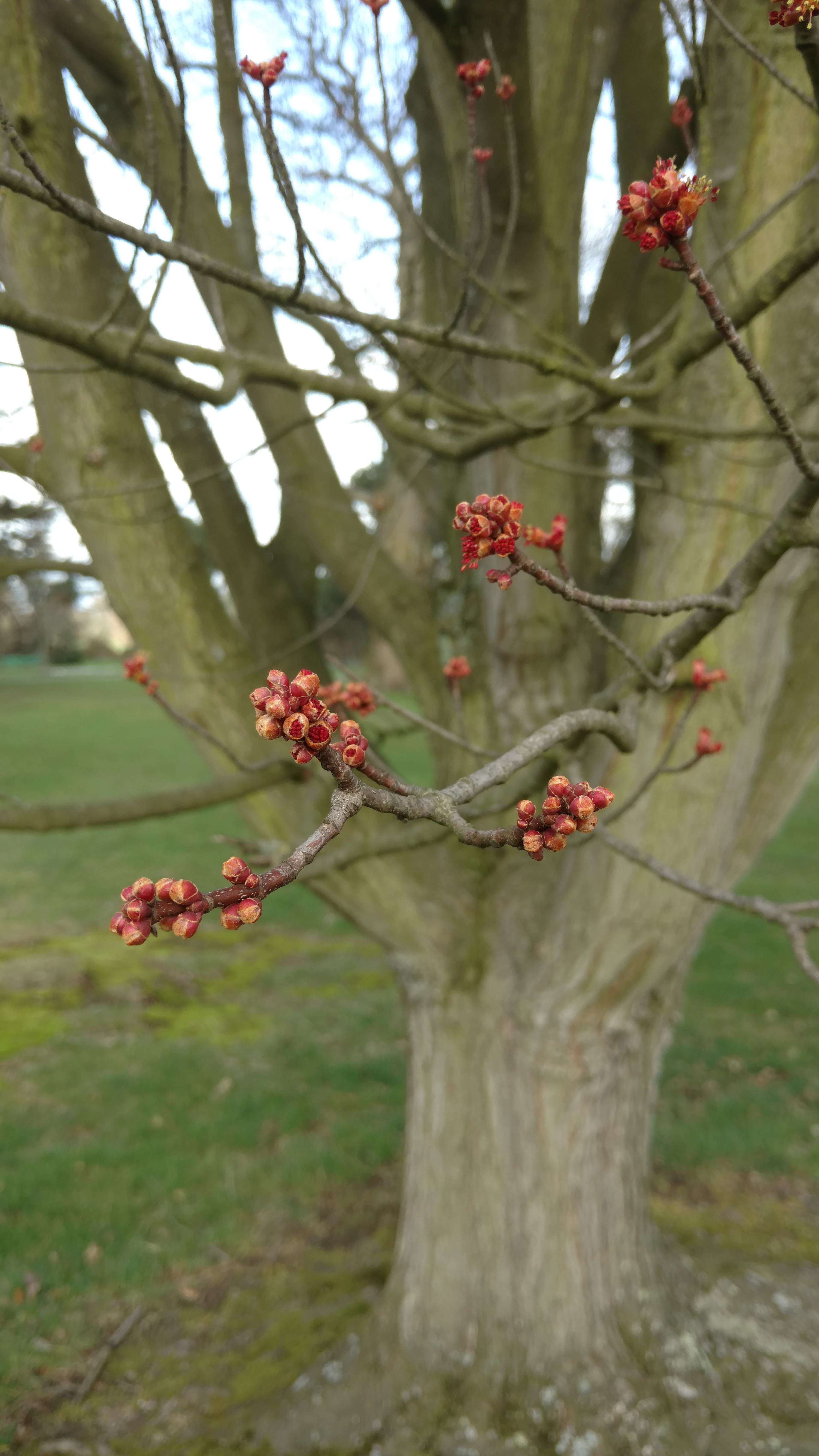 Acer rubrum plantplacesimage20170304_144024.jpg