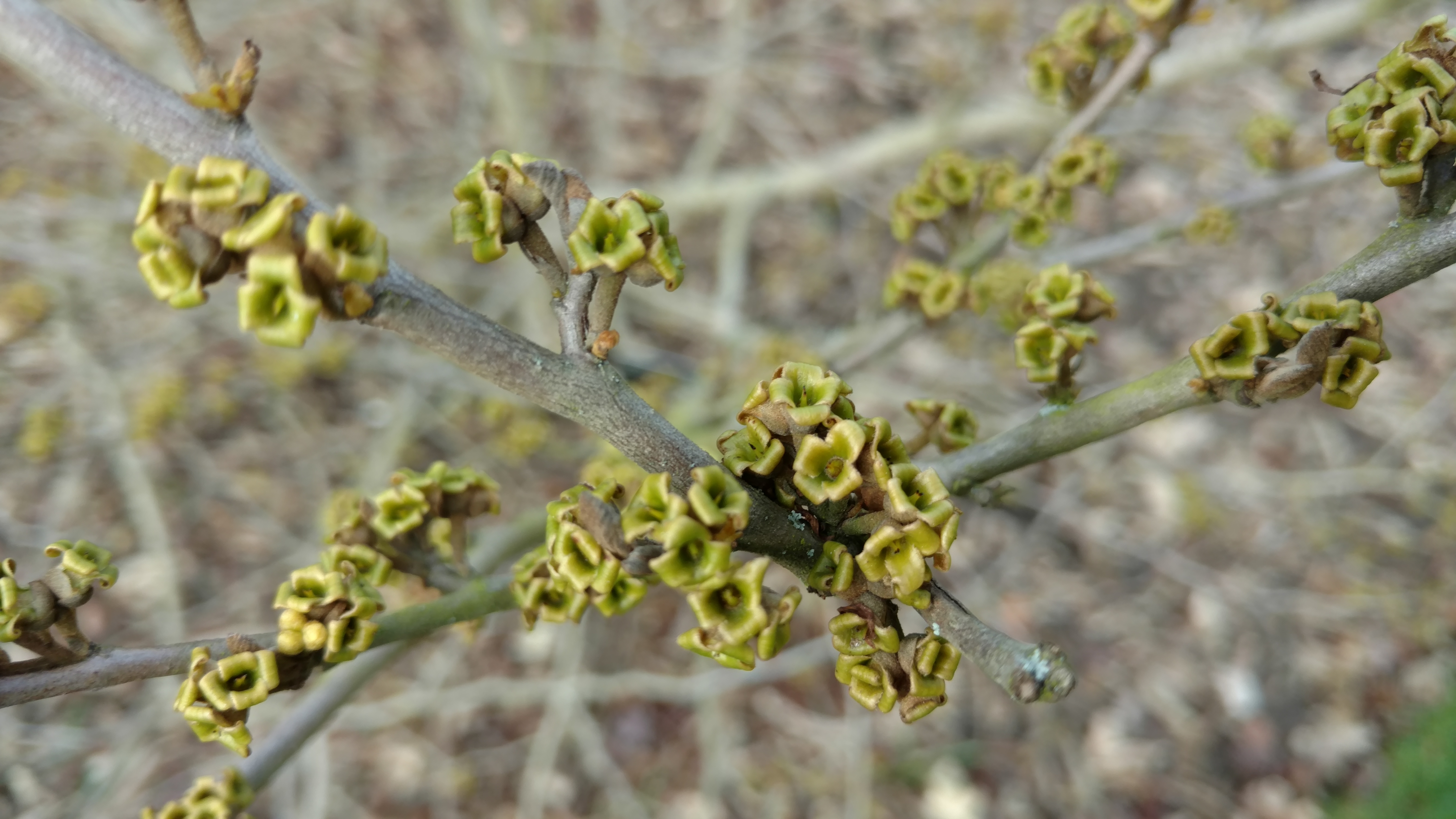 Hamamelis x intermedia plantplacesimage20170304_144343.jpg