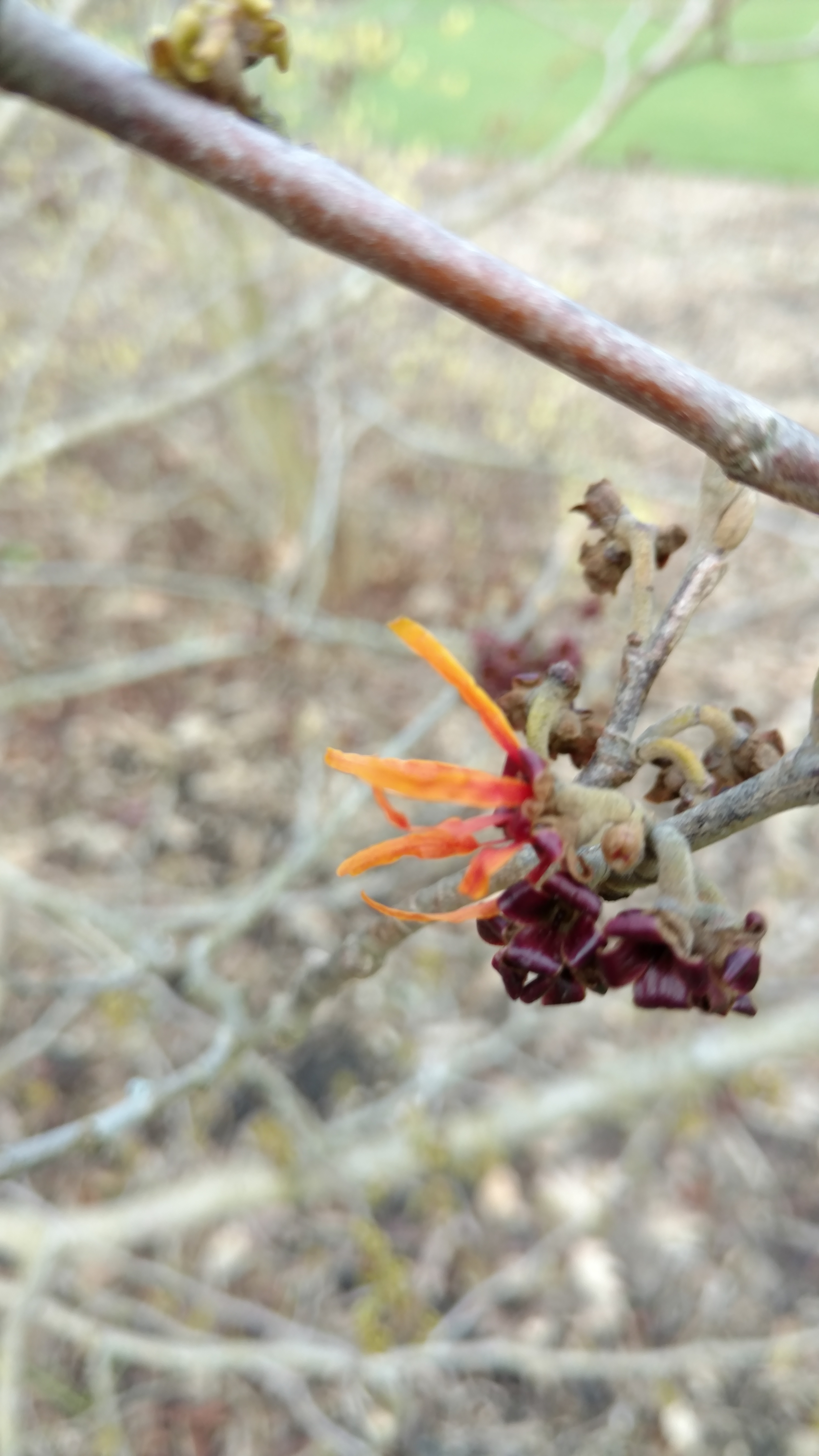 Hamamelis x intermedia plantplacesimage20170304_144403.jpg