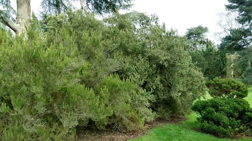 Erica arborea plantplacesimage20170304_152128.jpg