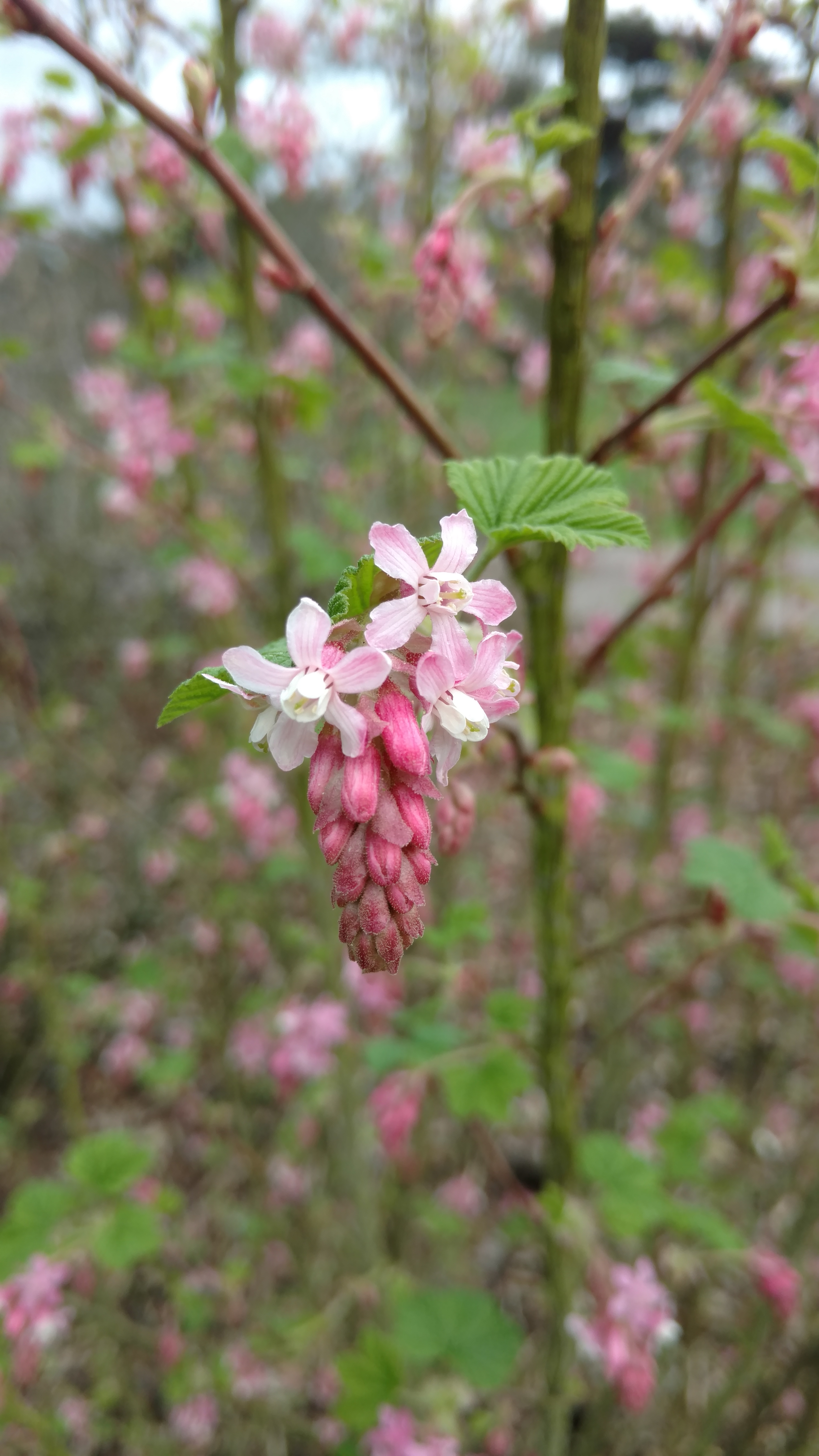 Ribes sanguineum plantplacesimage20170304_155614.jpg