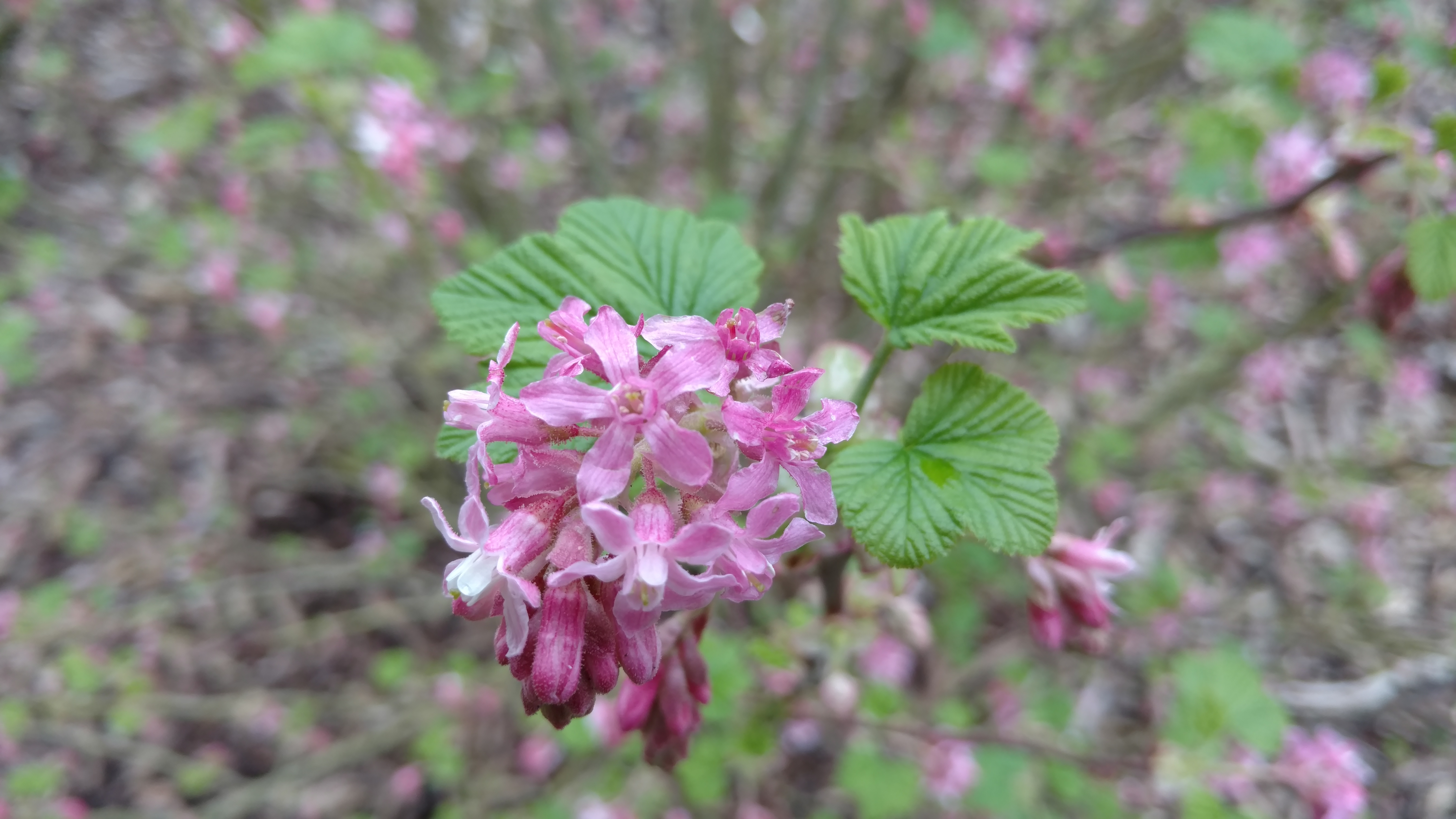Ribes sanguineum plantplacesimage20170304_155626.jpg