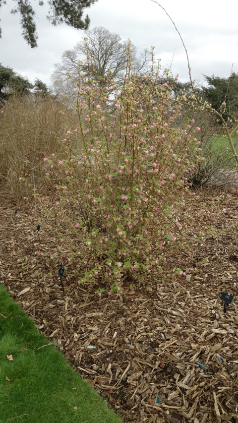 Ribes sanguineum plantplacesimage20170304_155637.jpg
