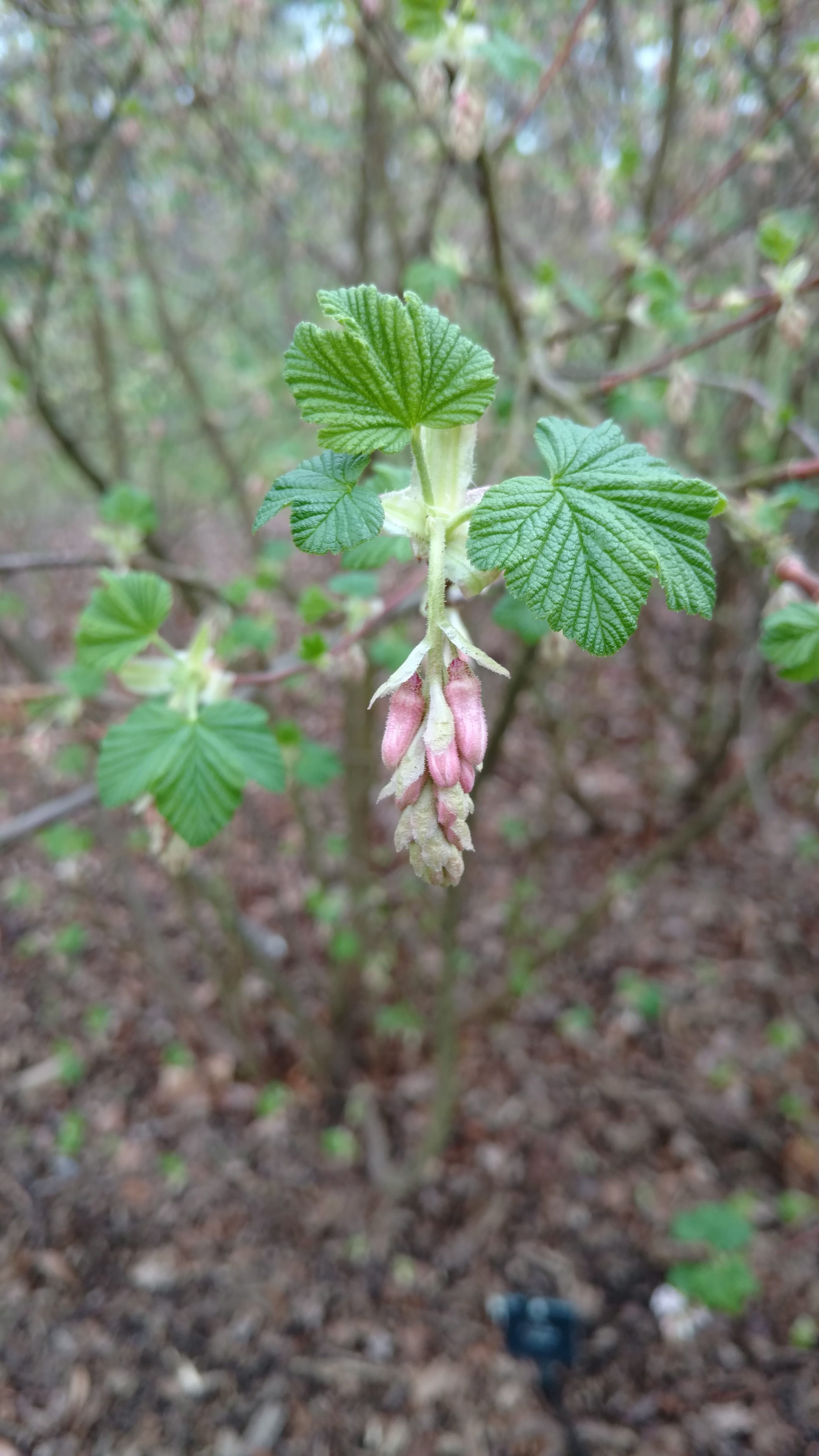 Ribes sanguineum plantplacesimage20170304_160038.jpg