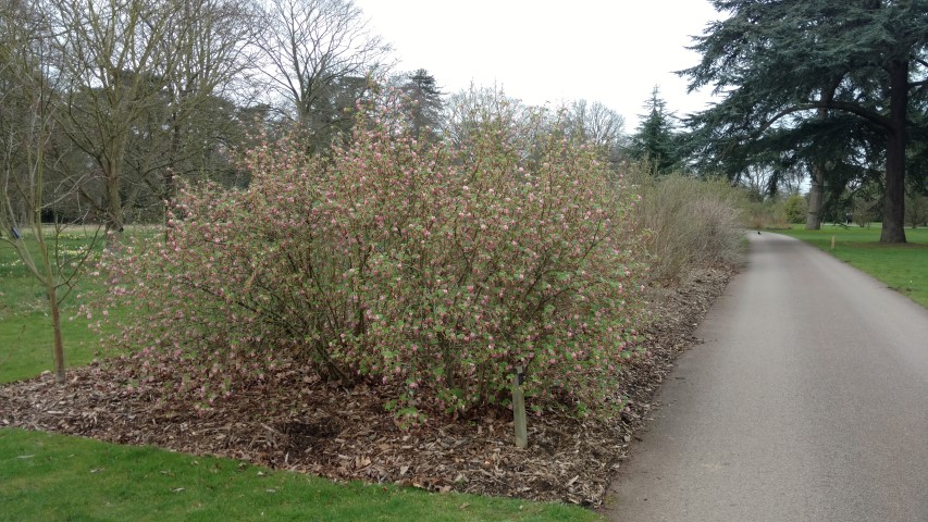Ribes sanguineum plantplacesimage20170304_160302.jpg