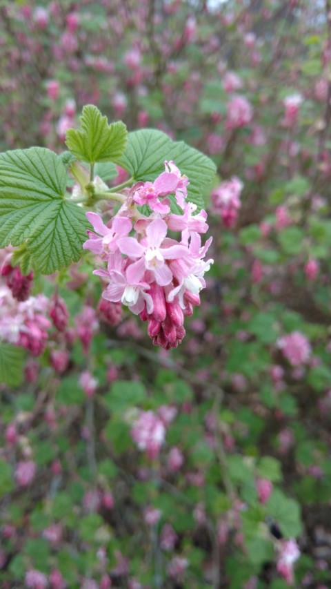 Ribes sanguineum plantplacesimage20170304_160315.jpg
