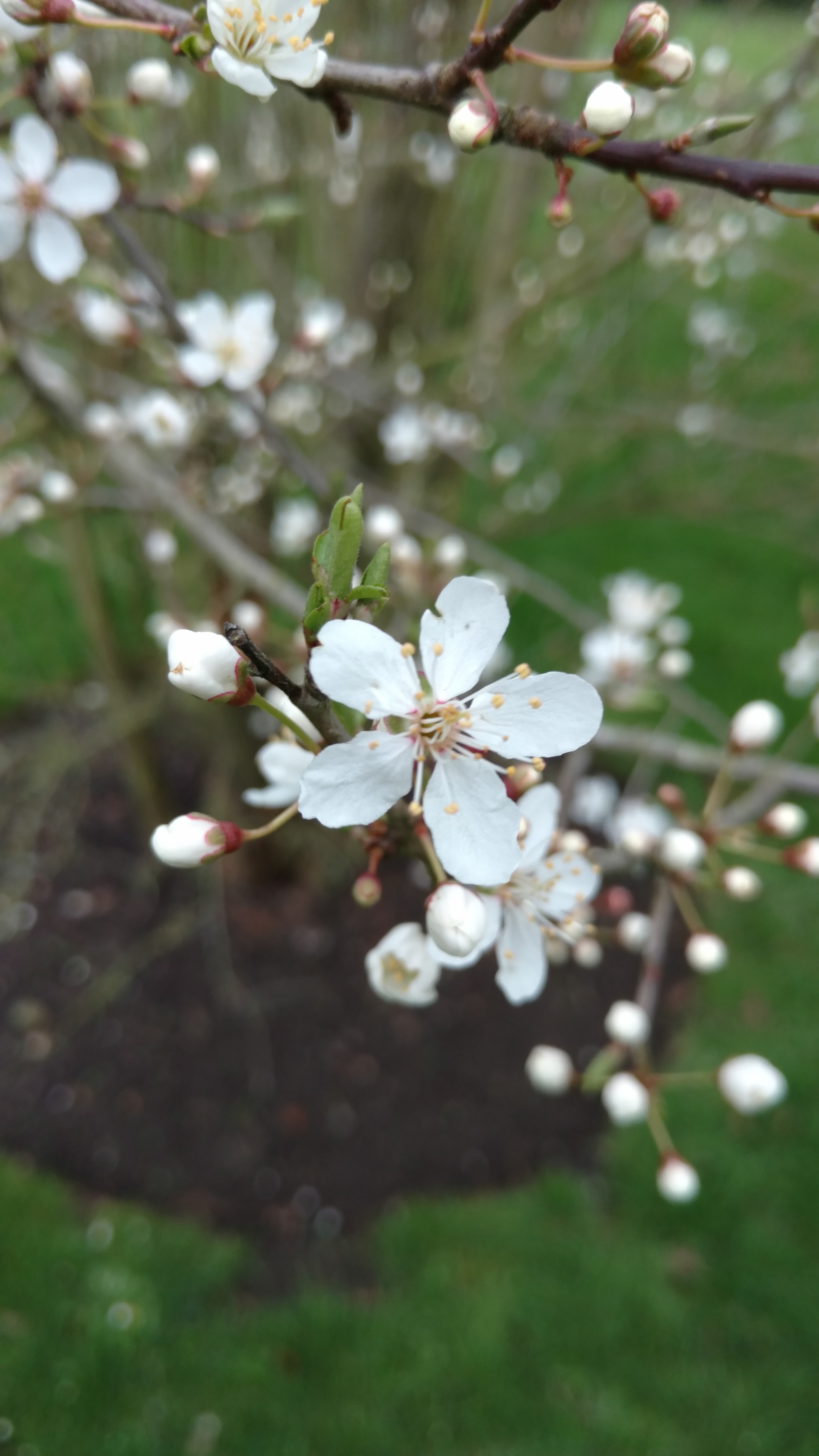 Prunus americana plantplacesimage20170304_160849.jpg