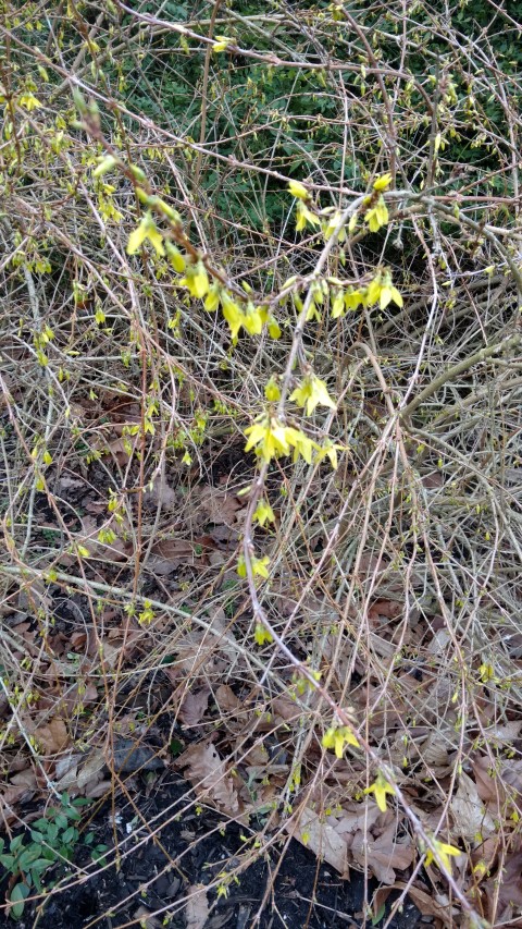Forsythia suspensa plantplacesimage20170304_162747.jpg